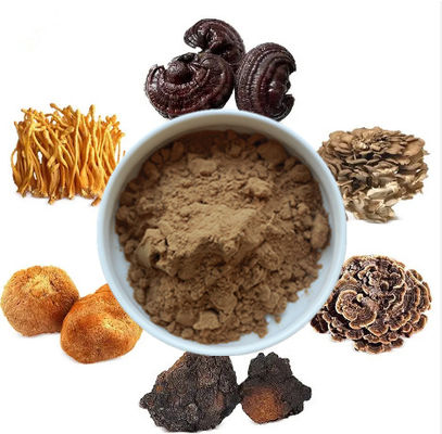 Mistura de 6 em 1 extrato de cogumelo em pó Cordyceps Ganoderma Reishi Chaga Turquia Cauda Maitake Leões Crema de cogumelo em pó