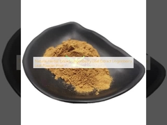 Extracto de Ervas Naturais Extracto de Folha de Lingonberry Lingonberry Leaf Powder Price